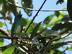 Swallow Tanager