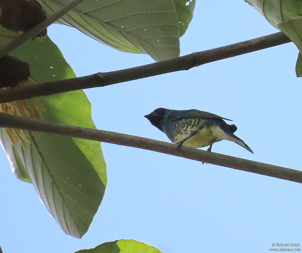 Swallow Tanager male adult