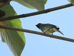 Swallow Tanager