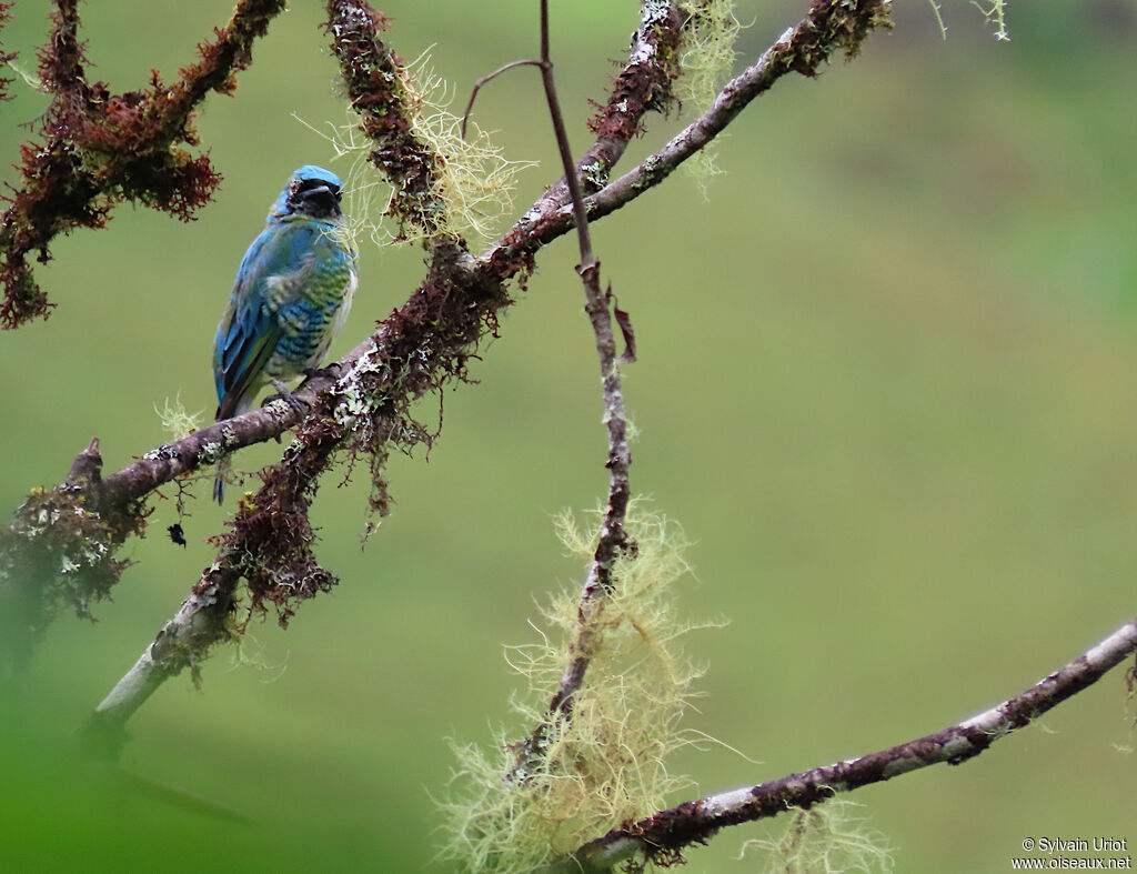 Swallow Tanager male immature