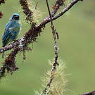 Tersine hirondelle