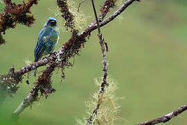 Swallow Tanager