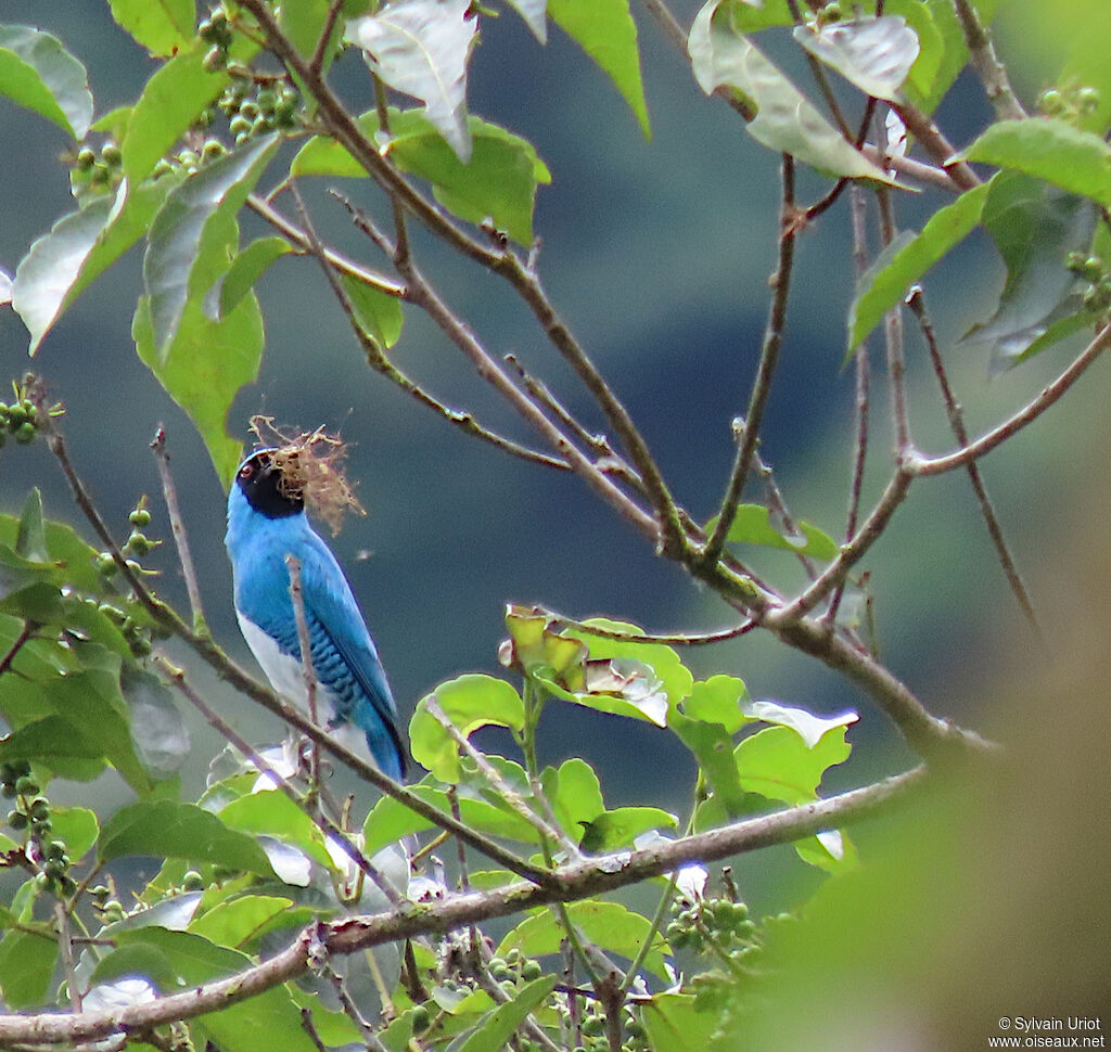 Swallow Tanager male adult