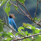 Tersine hirondelle