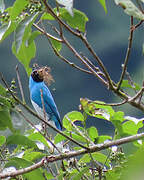 Swallow Tanager