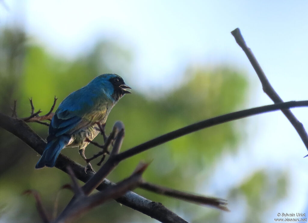 Swallow Tanager male immature