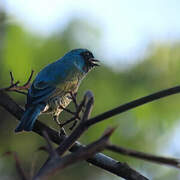 Swallow Tanager