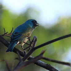 Tersine hirondelle