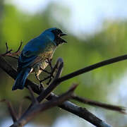 Swallow Tanager