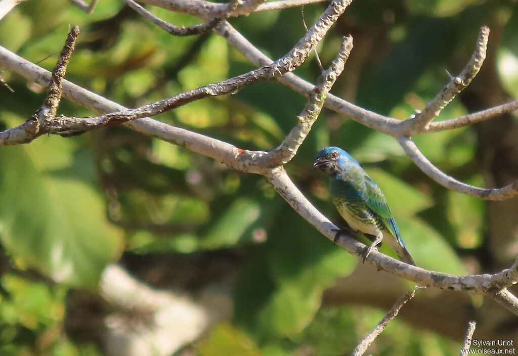 Swallow Tanagerimmature