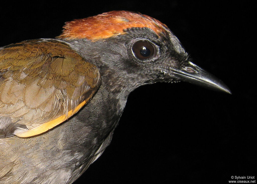 Rufous-capped Antthrush male adult