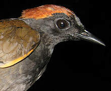 Rufous-capped Antthrush