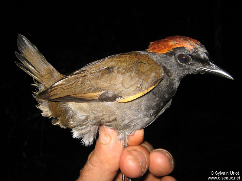 Rufous-capped Antthrush male adult