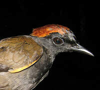 Rufous-capped Antthrush