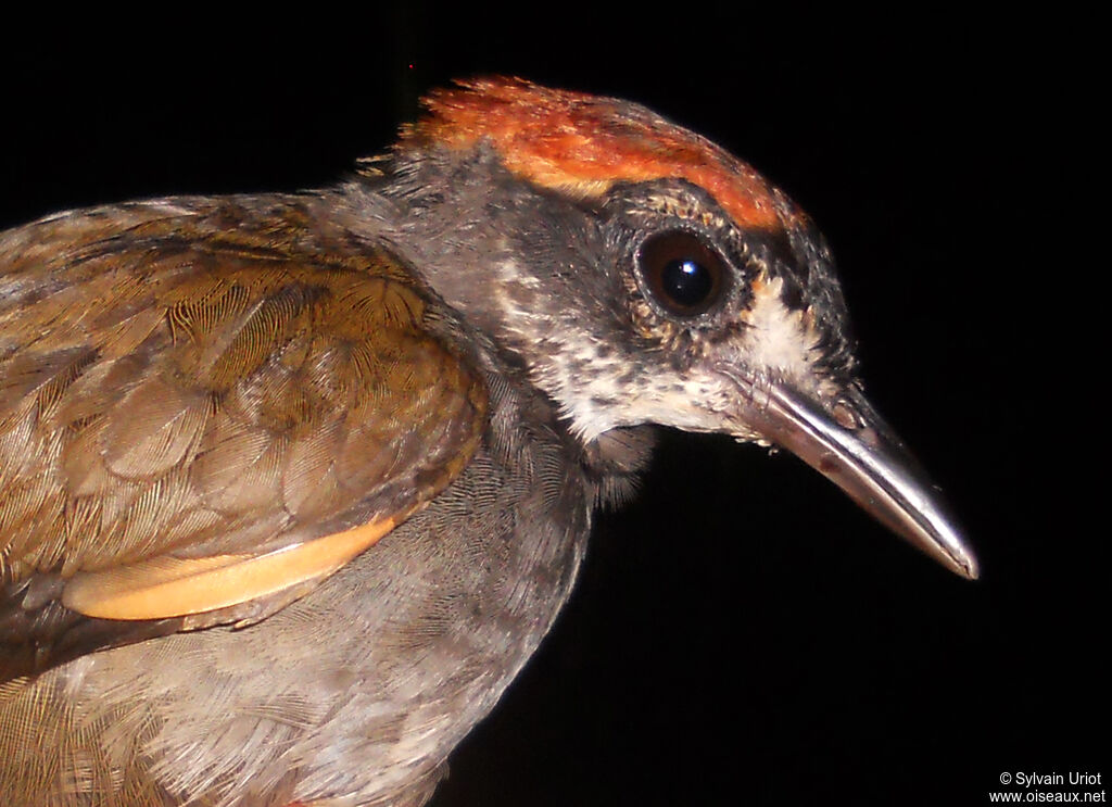 Rufous-capped Antthrush male immature