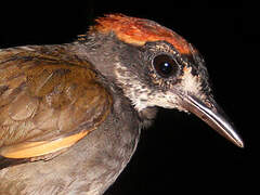 Rufous-capped Antthrush