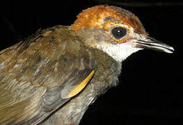 Rufous-capped Antthrush