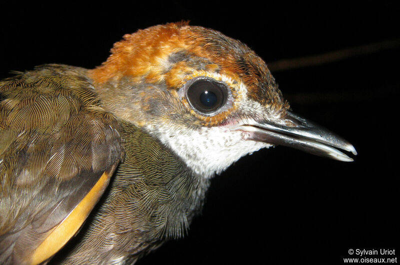 Rufous-capped Antthrushimmature