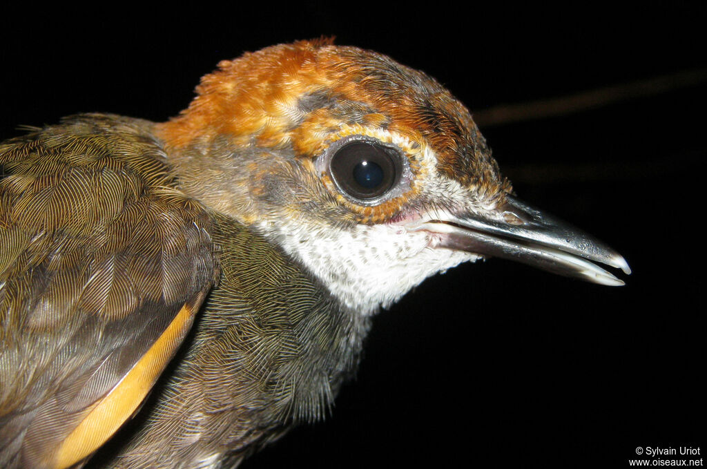 Rufous-capped Antthrushimmature