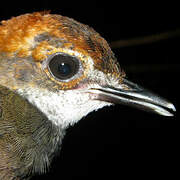 Rufous-capped Antthrush