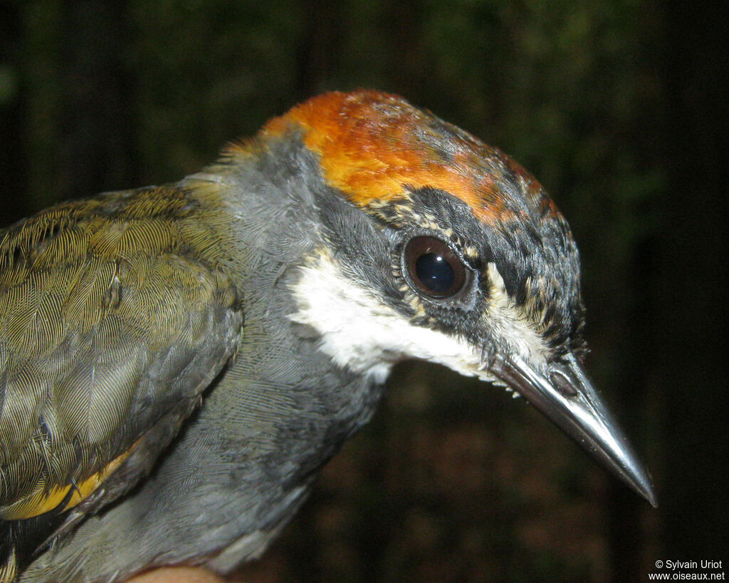 Rufous-capped Antthrush female adult