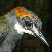 Rufous-capped Antthrush