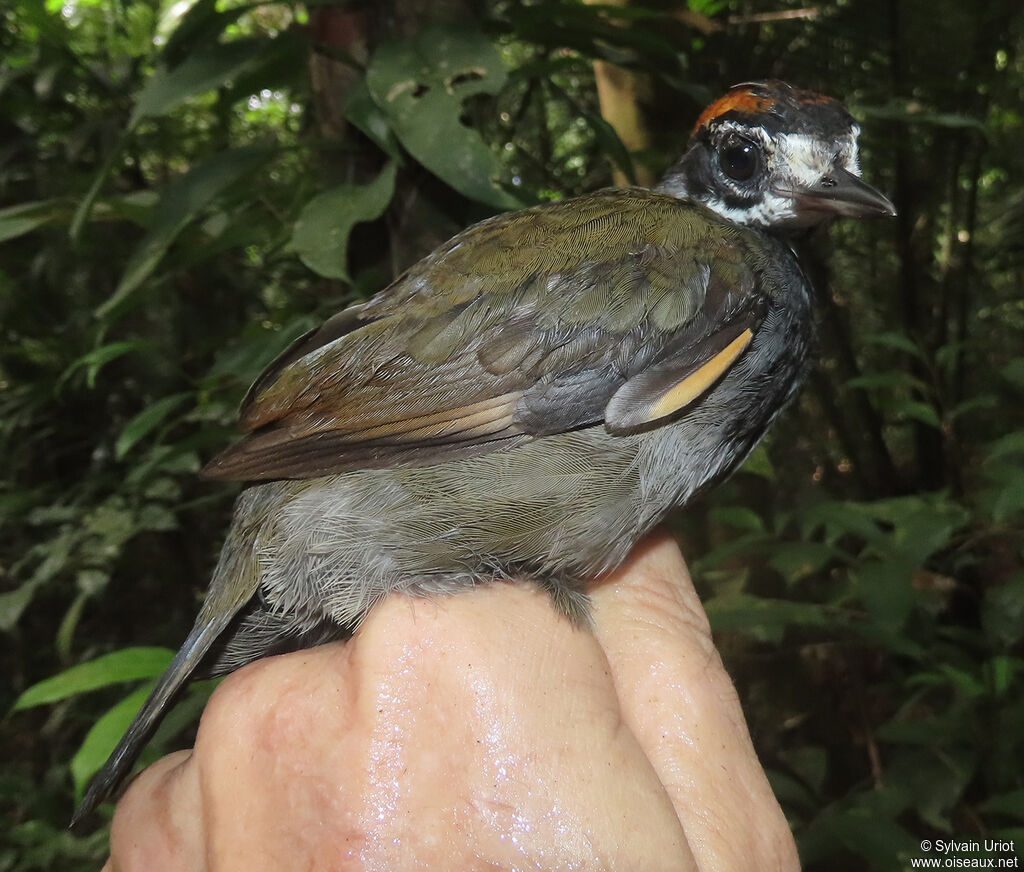 Rufous-capped Antthrush female adult