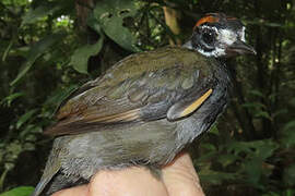 Rufous-capped Antthrush