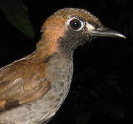 Black-faced Antthrush