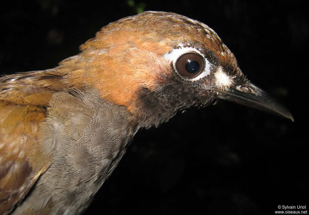 Tétéma coq-de-boisadulte