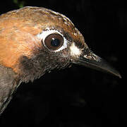 Black-faced Antthrush