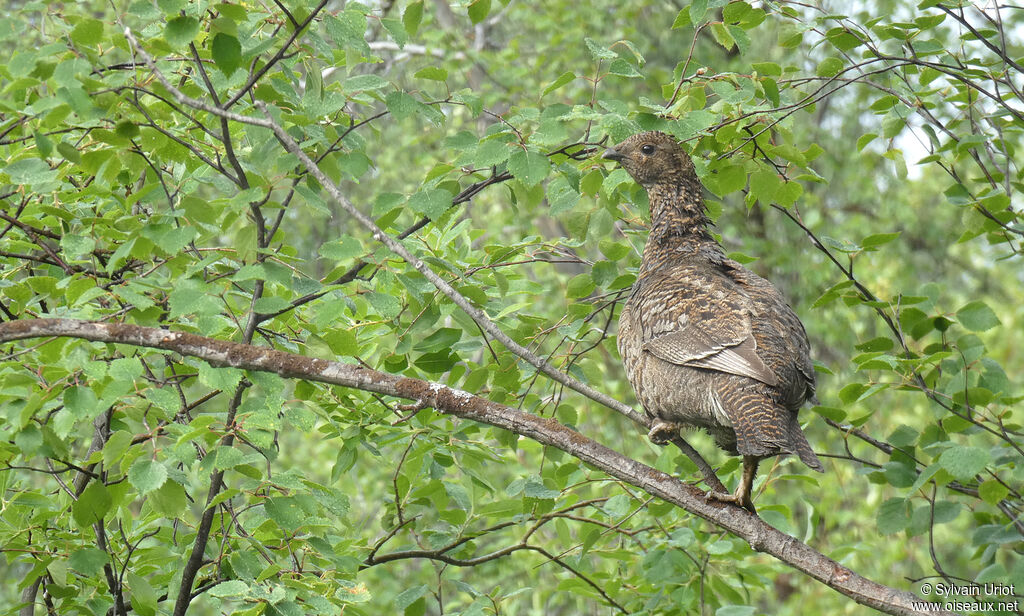 Black Grouse female adult