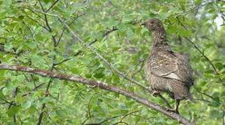 Black Grouse