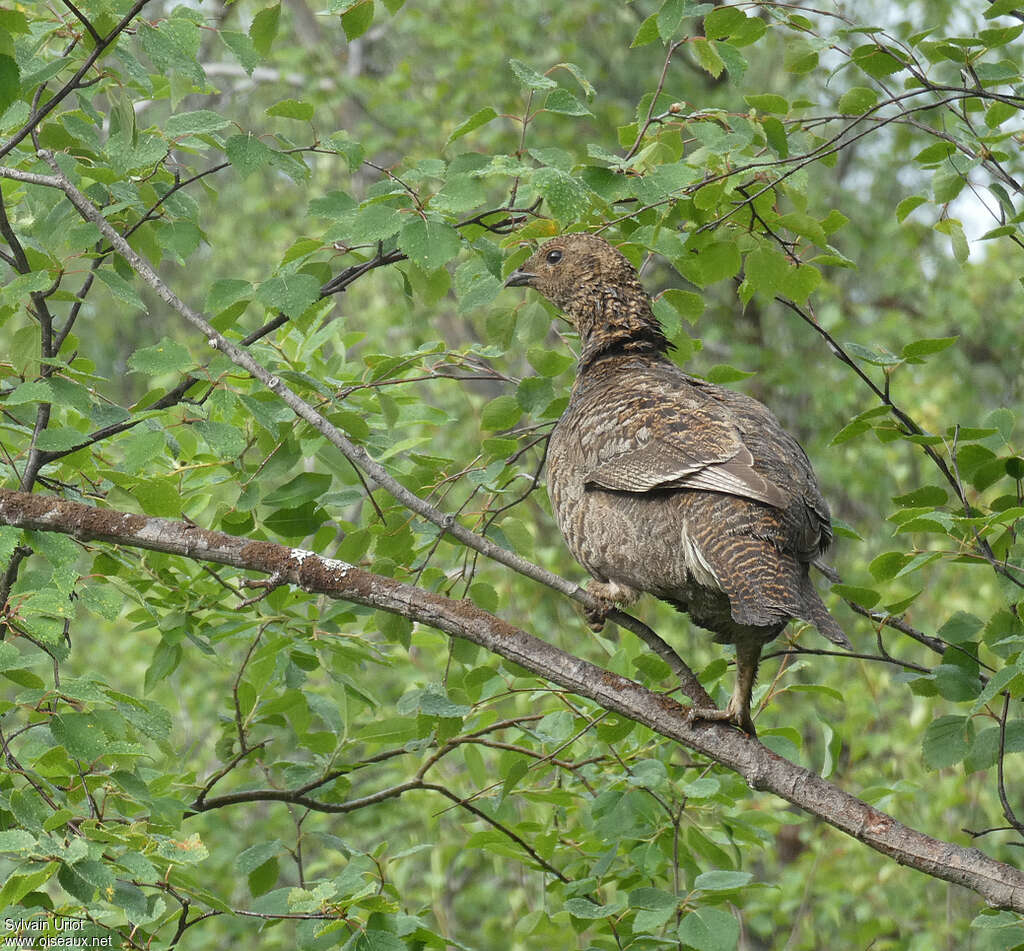 Tétras lyre femelle adulte, habitat, Comportement