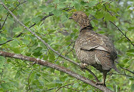 Black Grouse