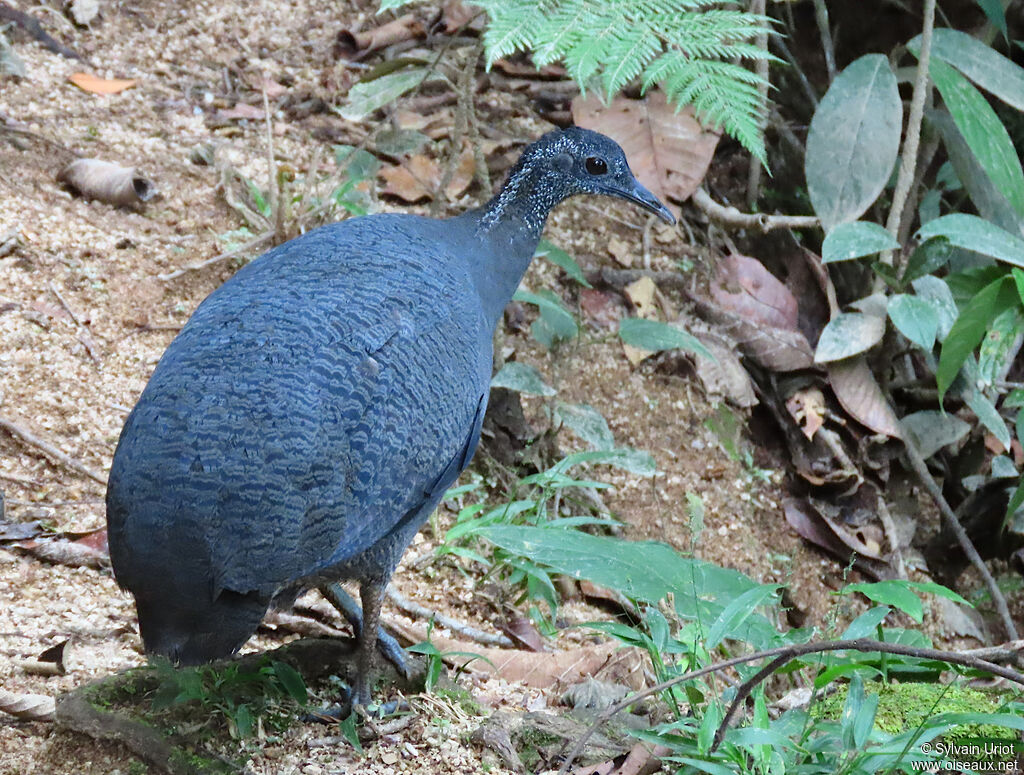 Tinamou taoadulte