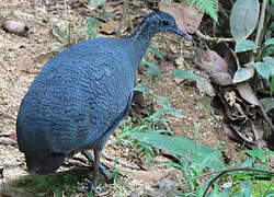 Grey Tinamou