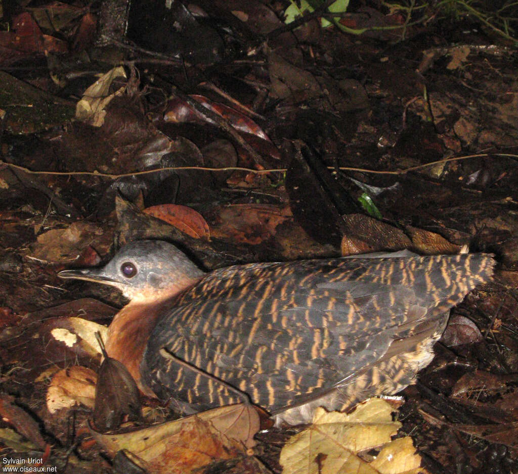 Tinamou variéadulte, identification