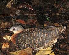 Variegated Tinamou