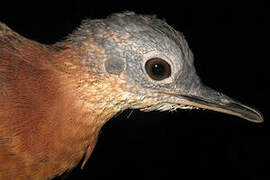 Variegated Tinamou