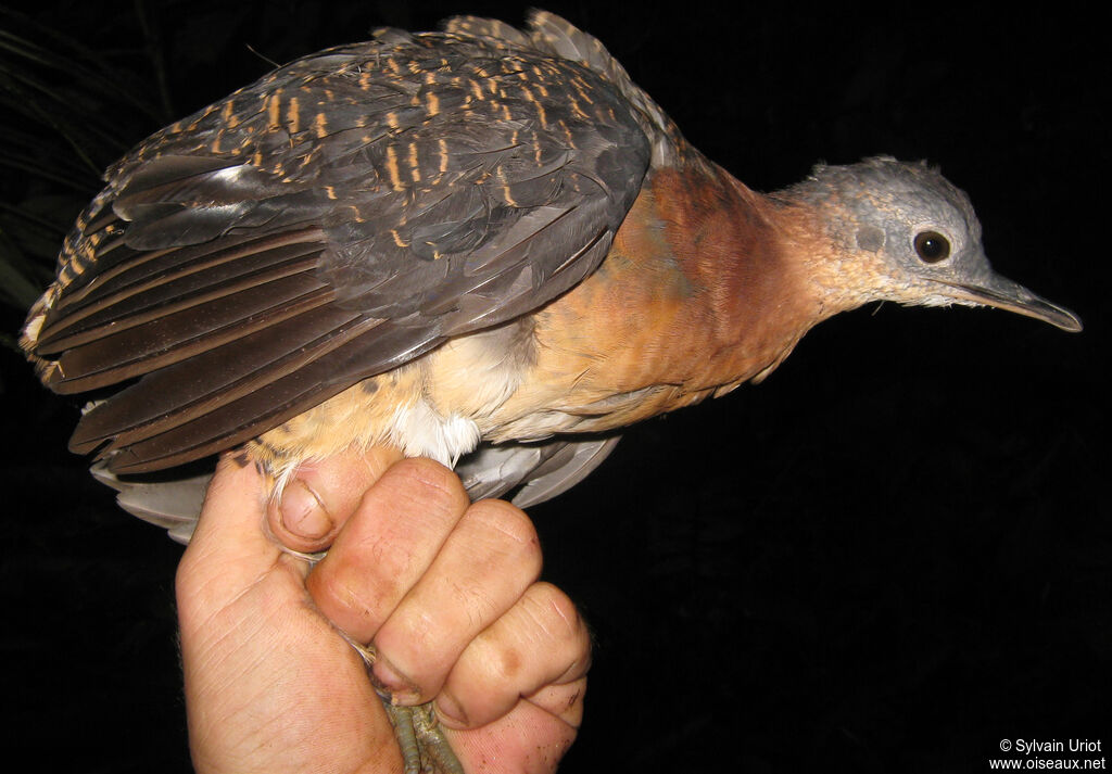 Variegated Tinamou