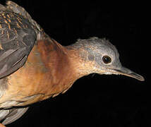 Variegated Tinamou