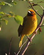 Spectacled Weaver