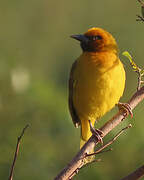 Spectacled Weaver