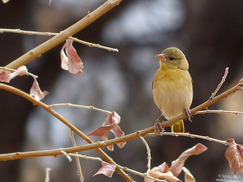 Tisserin à tête roussejuvénile