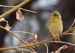 Southern Masked Weaver