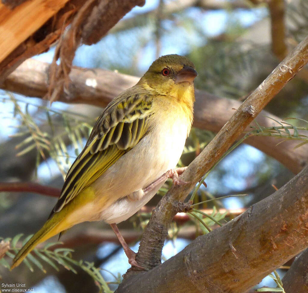 Southern Masked Weaver female adult breeding, identification