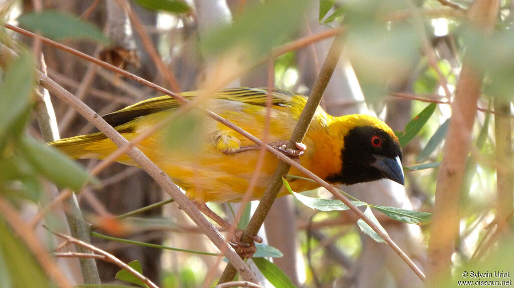 Southern Masked Weaver male adult