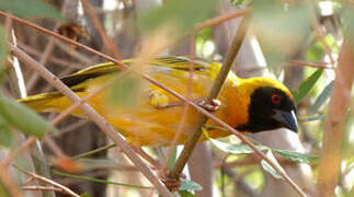 Southern Masked Weaver