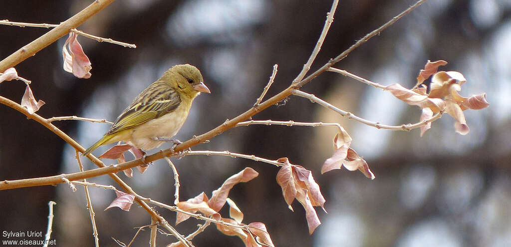 Southern Masked Weaverjuvenile, identification